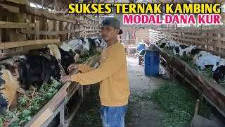 Pilihan Tepat Ternak Kambing Dengan Modal Pinjam Dana KUR 