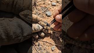 What’s Inside a Lizard Burrow? Real life  POV Micro Camera 🦎