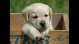 Beautiful Background   Dogs   Number 32