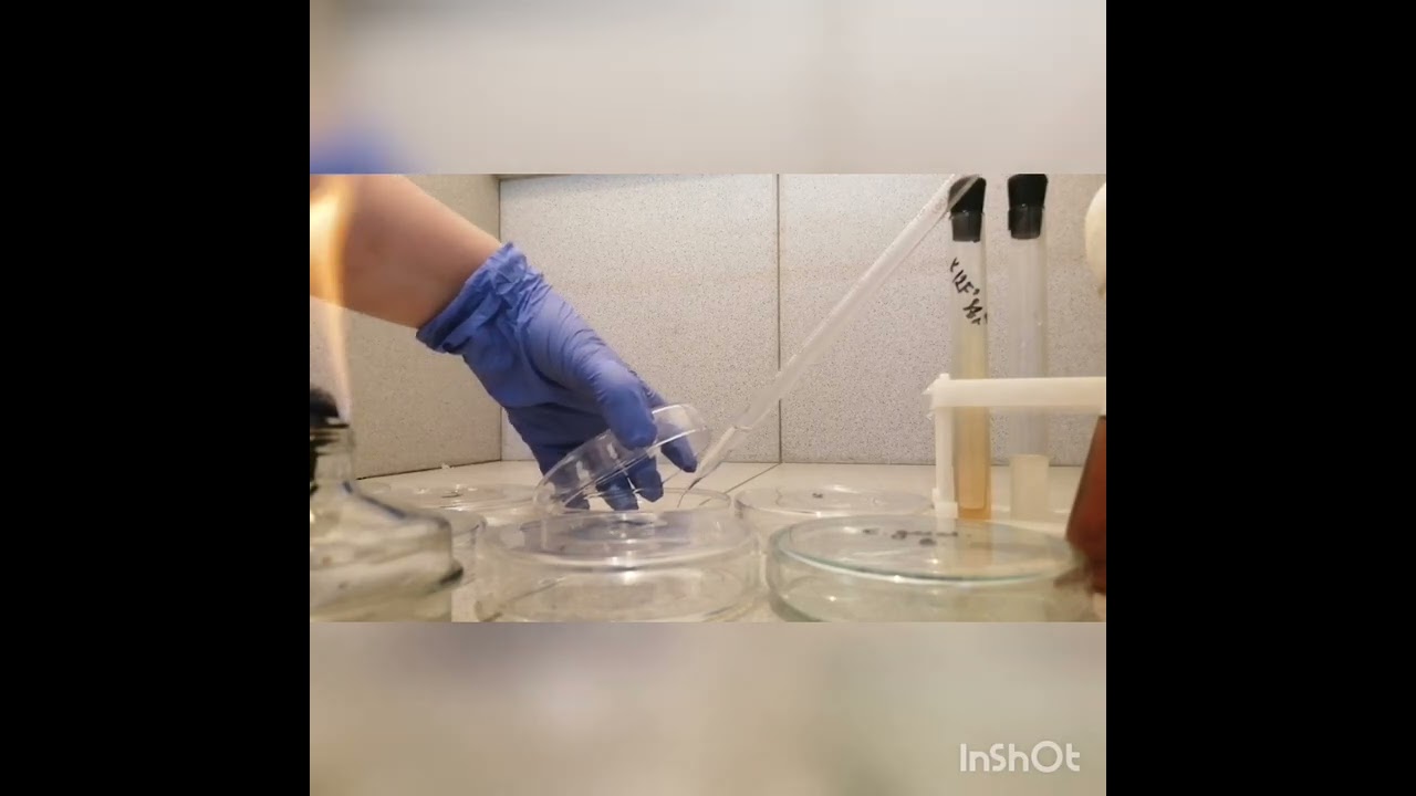 Метод исследования на колифаги поверхностной воды