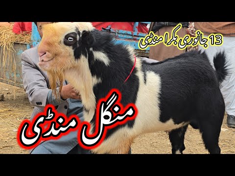13 January 2026 Mandi | Mangal Mandi & live sauda Bakre ) mohammadpur Mandi