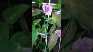 Download Lagu MAWAR BERDURI - Tety Kady - lagu kenangan populer sepanjang masa MP3