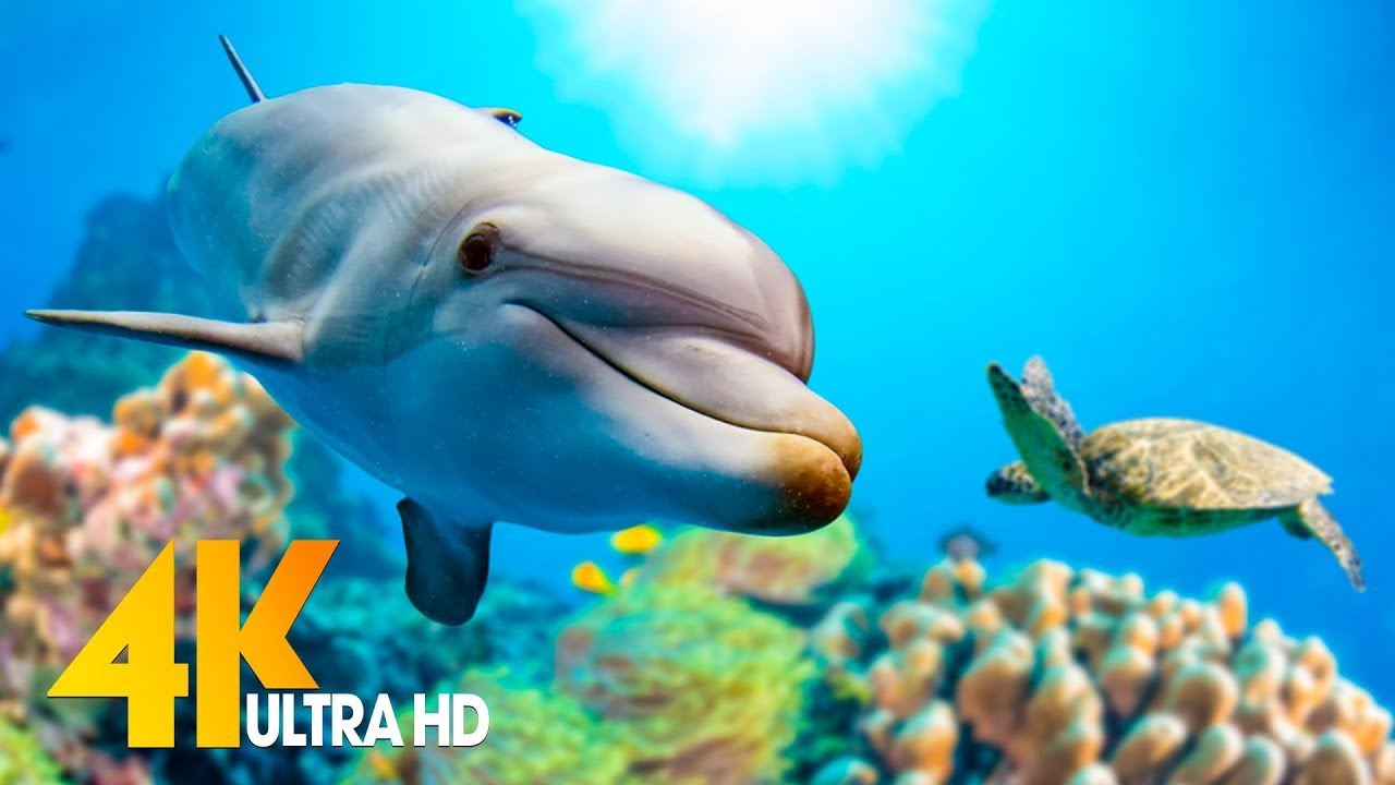 NEW 11H Stunning 4K Underwater Wonders   Relaxing Music  Coral Reefs Fish  Colorful Sea Life