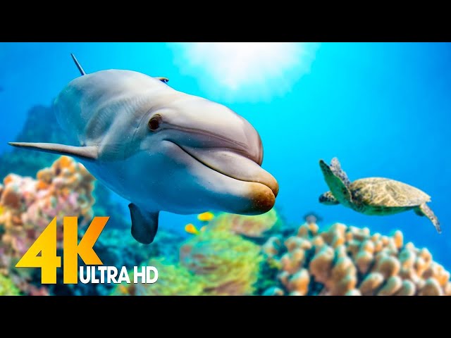 [NEW] 11H Stunning 4K Underwater Wonders - Relaxing Music | Coral Reefs, Fish & Colorful Sea Life class=