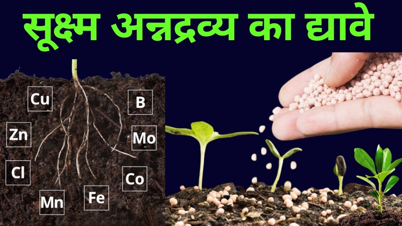 सूक्ष्म अन्नद्रव्याची आपल्या पिकाला गरज का आहे ll Uses of Micronutrient