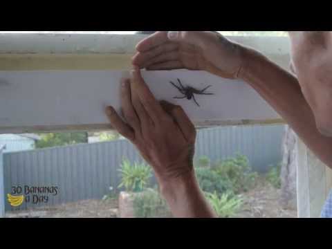 あなたの家からクモを取り除く方法は？