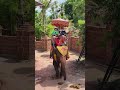 Thank you very much, customer, for using our van tour service Let's ride elephants