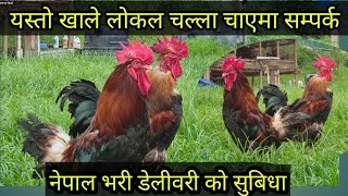 local kukhura palan/local chicken farming in nepal/kathmandu Local kukhura palan/santosh Adhikari