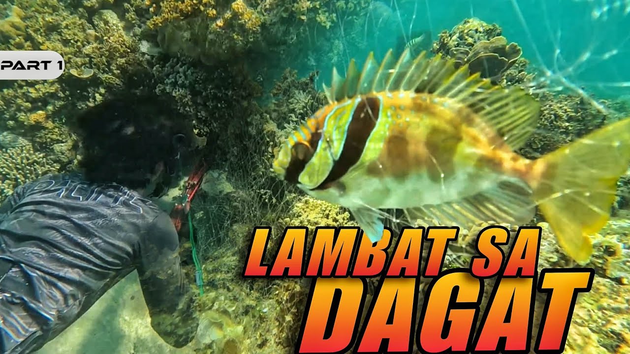 P1 - Lambat sa Dagat