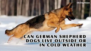 Can German Shepherds Live Outside/In Cold Weather? | Ole Dog House Can German Shepherds Live Outside/In Cold Weather? | Ole Dog House