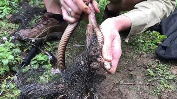 Red bellied Black snake rescued from netting