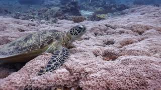 Garden of Eden, Mataking island Scuba Diving