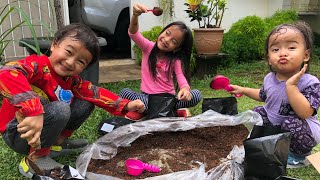 SAKURA CHAN berkebun Menanam Sayur