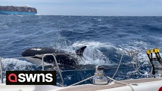 British couple relive terrifying moment they were attacked - by KILLER WHALES | SWNS