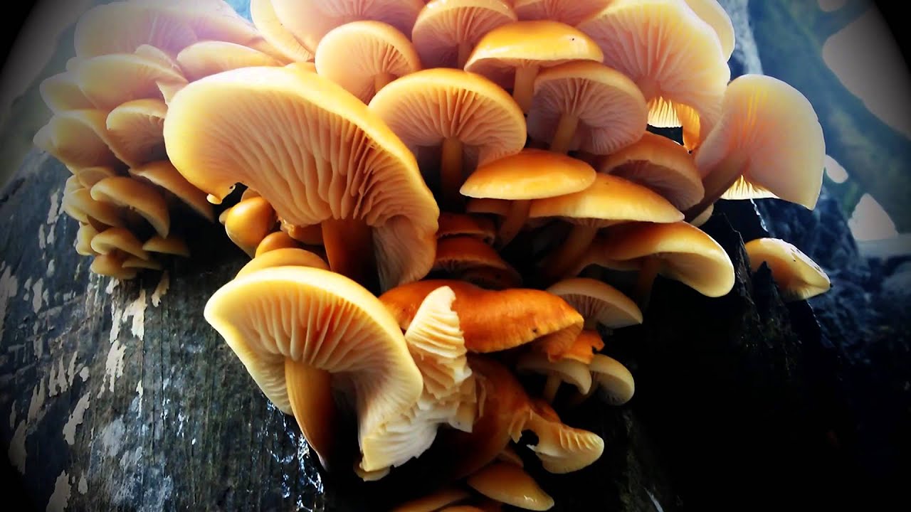 Winter mushrooms velvet shanks (Flammulina velutipes) YouTube