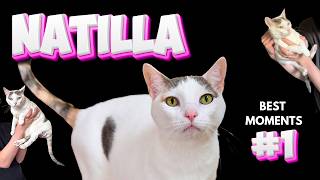 NATILLA THE CAT - Funniest Shorts - VOLUME 1