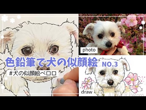 犬の似顔絵 8倍速 色鉛筆で犬の似顔絵を描いた No 3 Youtube