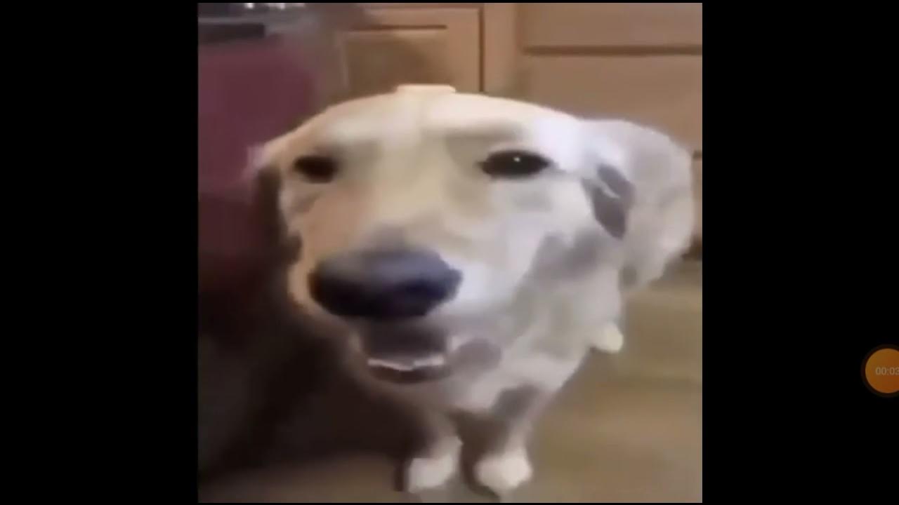 Butter Dog meme YouTube