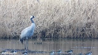 Download Lagu Rustende kraanvogel Pallieterpolder Lier 2 feb 2026 MP3