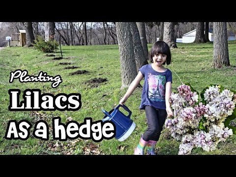 Planting Lilacs as a hedge || Living green Country Fences || Menginvestasikan energi untuk bumi