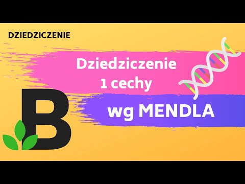 Wideo: Różnica Między Fenotypem A Stosunkiem Genotypu