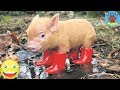 Cute & Funny Micro Pig - A Cute Mini Pig Videos Compilation 2019