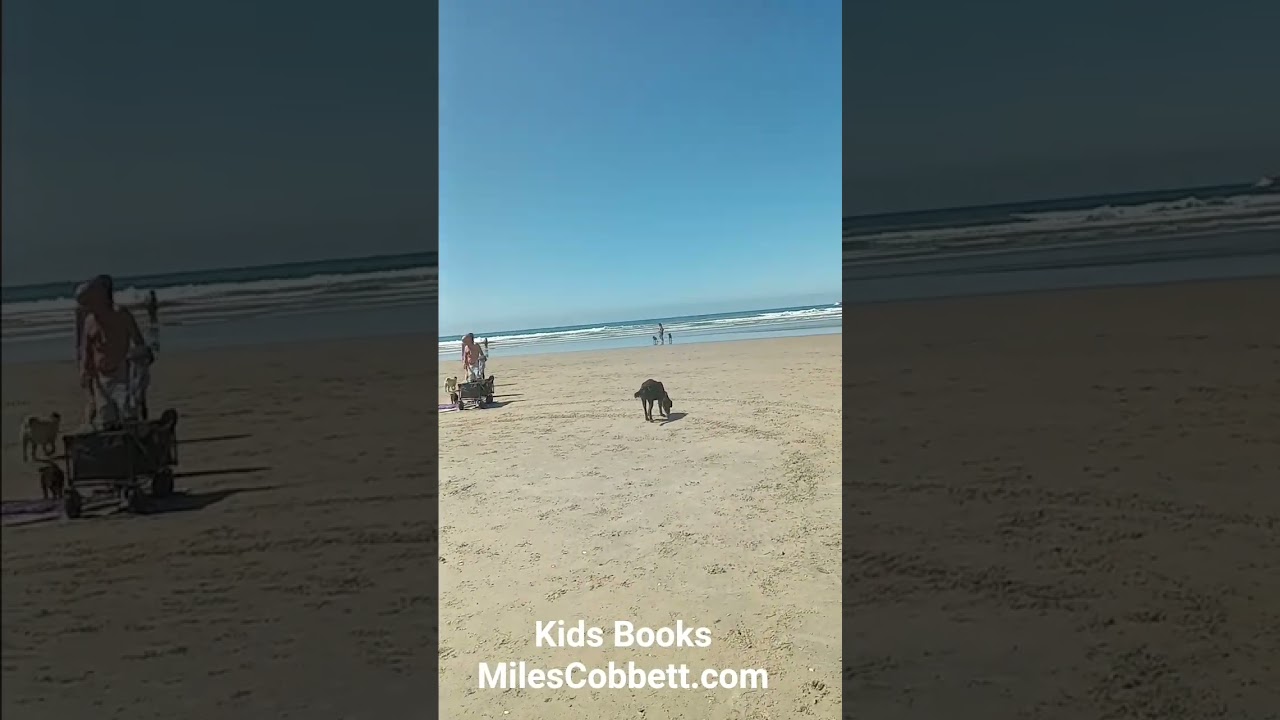 Dogs at the beach San Diego California