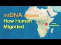 mtDNA shows how humans migrated across the World