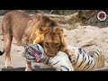 Lion Vs Tiger Real Fight Two Kings of Jungle, Full HD Video