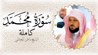 سورة محمد الشيخ ماهر المعيقلي