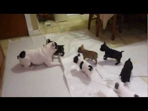 French bulldog playing with his pups