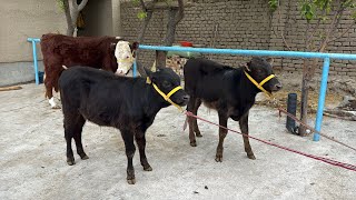 💥 ANGUS GIBRID GRENFOR SHVET BUQALAR SOTUVDA✅