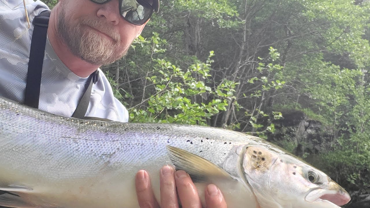 Laksefiske med wobbler