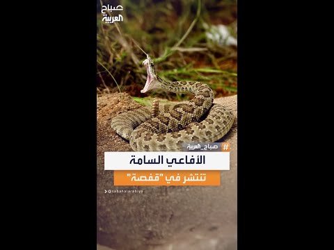 انتشار الأفاعي السامة في مناطق جبلية من ولاية قفصة في تونس