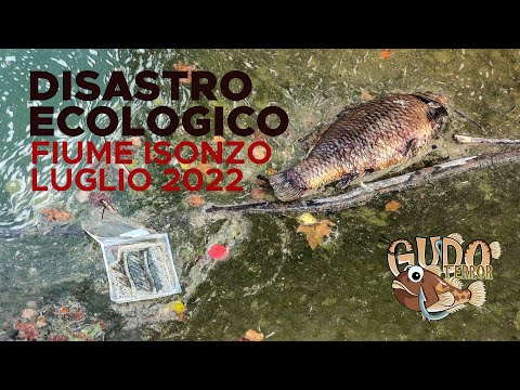 CRONACA DI UN DISASTRO - Fiume Isonzo in secca - luglio 2022