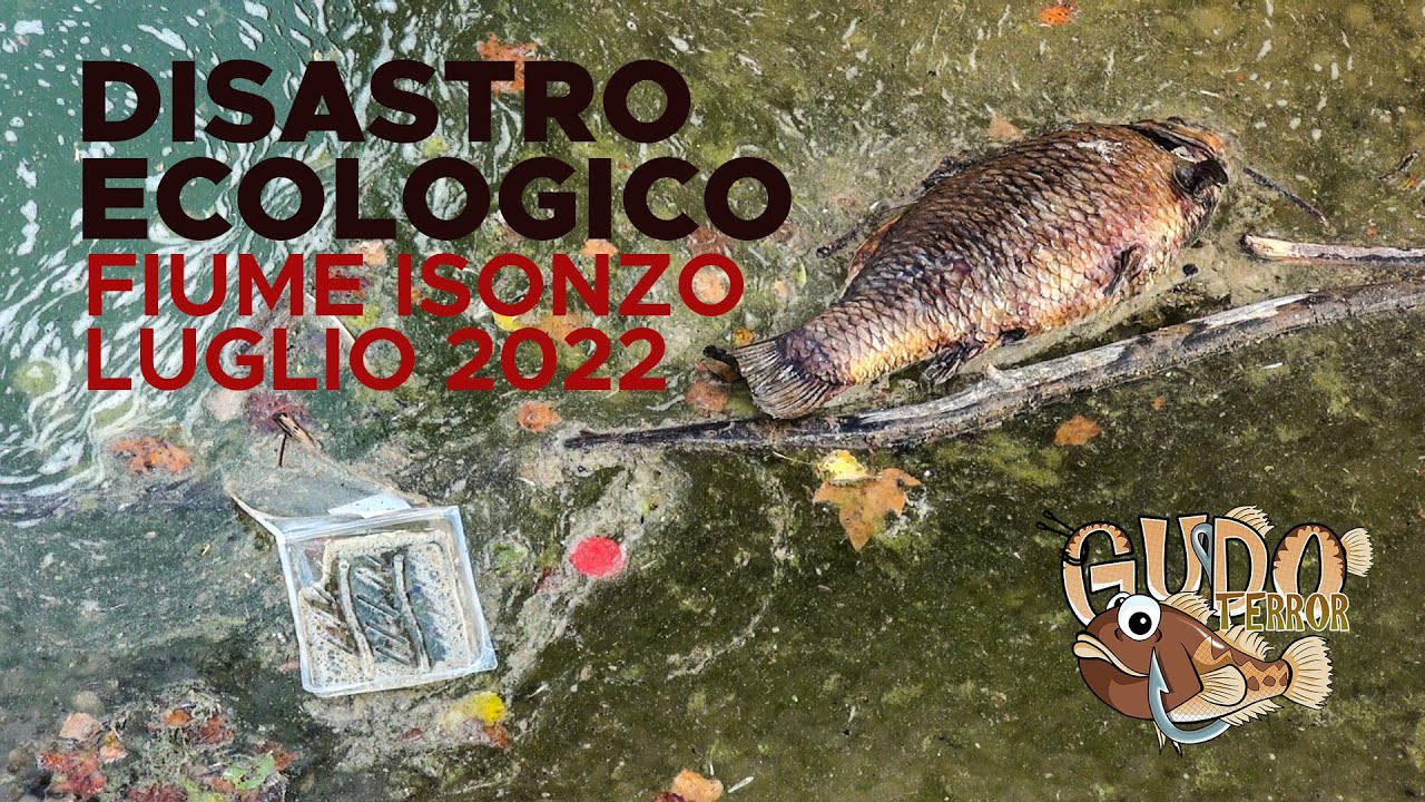 DISASTRO ECOLOGICO - Volontari in azione per salvare il Fiume Isonzo in secca - luglio 2022