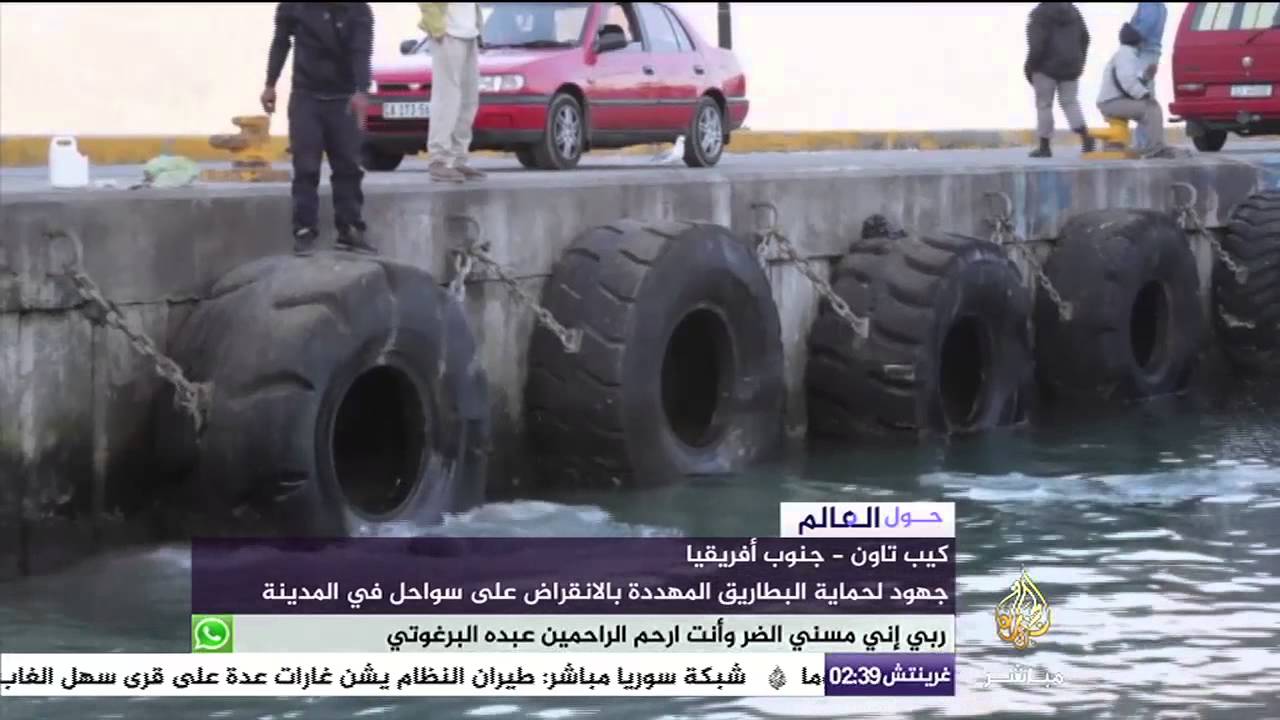 جهود لحماية البطاريق المهددة بالانقراض على سواحل كيب تاون