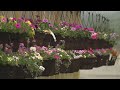 Sugar Grove Nursery destroyed in February storm reopens