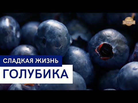 Голубика \ Пирог на творожном тесте \ Зефир в шоколаде с голубикой \ Сладкая жизнь