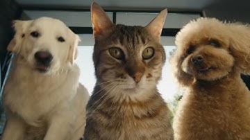 Introducing the Galaxy Z Flip 4 | Official Video | Samsung UK