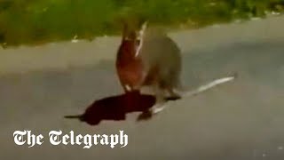 video: Watch: Wallaby bounces alongside car in Devon