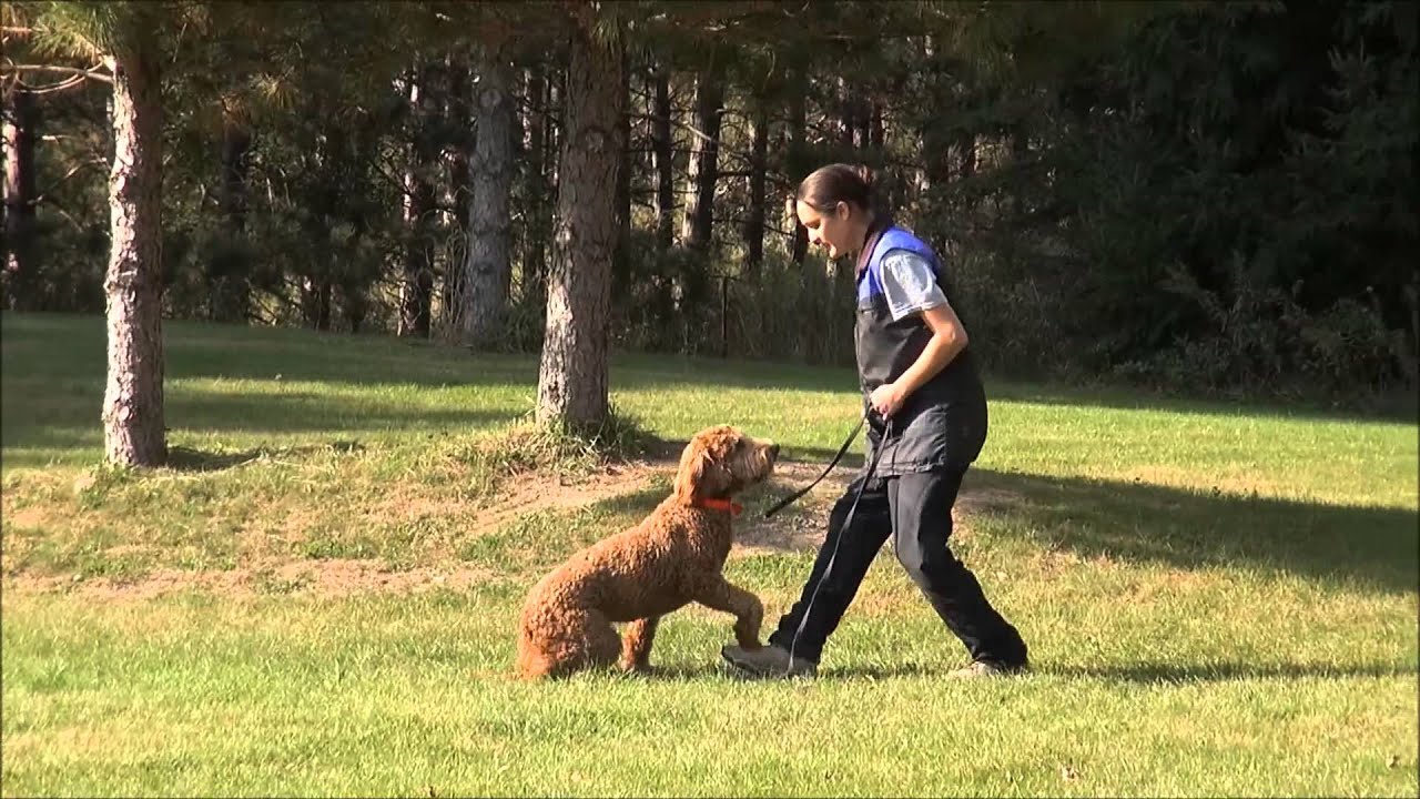 Lilly (Goldendoodle) Boot Camp Dog Training Video YouTube