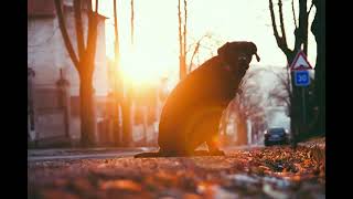 Finding lost animals using animal communication course introduction screenshot 3