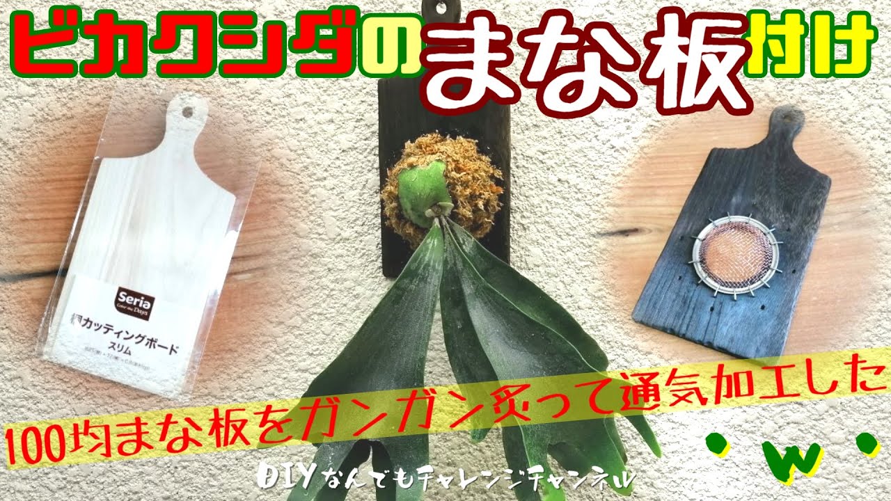 アイビーの増やし方 可愛いアイビー ヘデラ を挿し木してどんどん殖やそう 殖やし方はとても簡単です Youtube