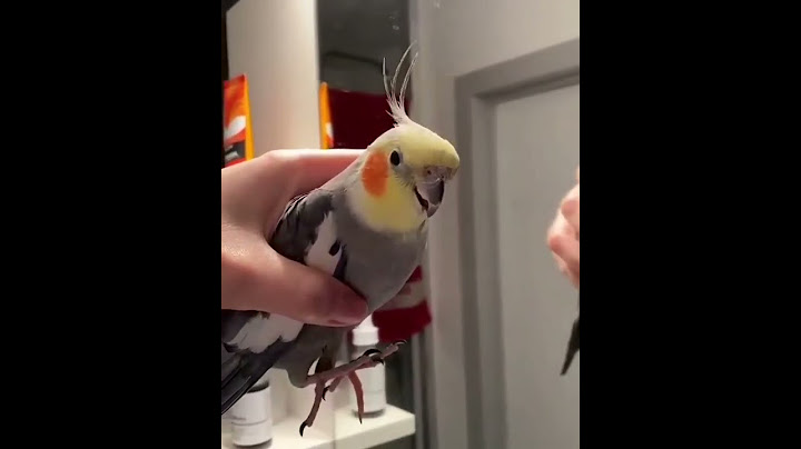 لم تمل من صوته 😍🎵صوت الكوكتيل الرائع