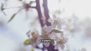 The Dogwood Tree and its Legend: A Symbol of Sacrifice and Hope