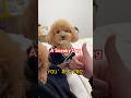 A sneaky dog #subscribe #funny #memes #pets#shorts