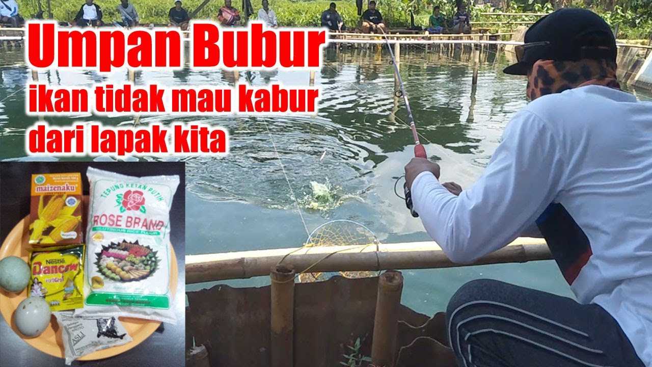 UMPAN BUBUR IKAN MAS YANG MURAH MERIAH | Juara Prestasi