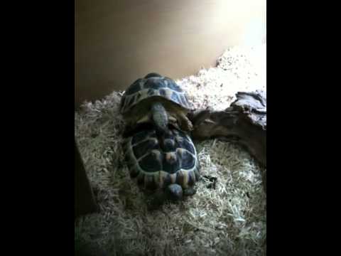 lizard skin grips Hermans' tortoises having some 'romance'