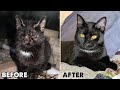 Rescuing a Black Kitten With Severe Mange